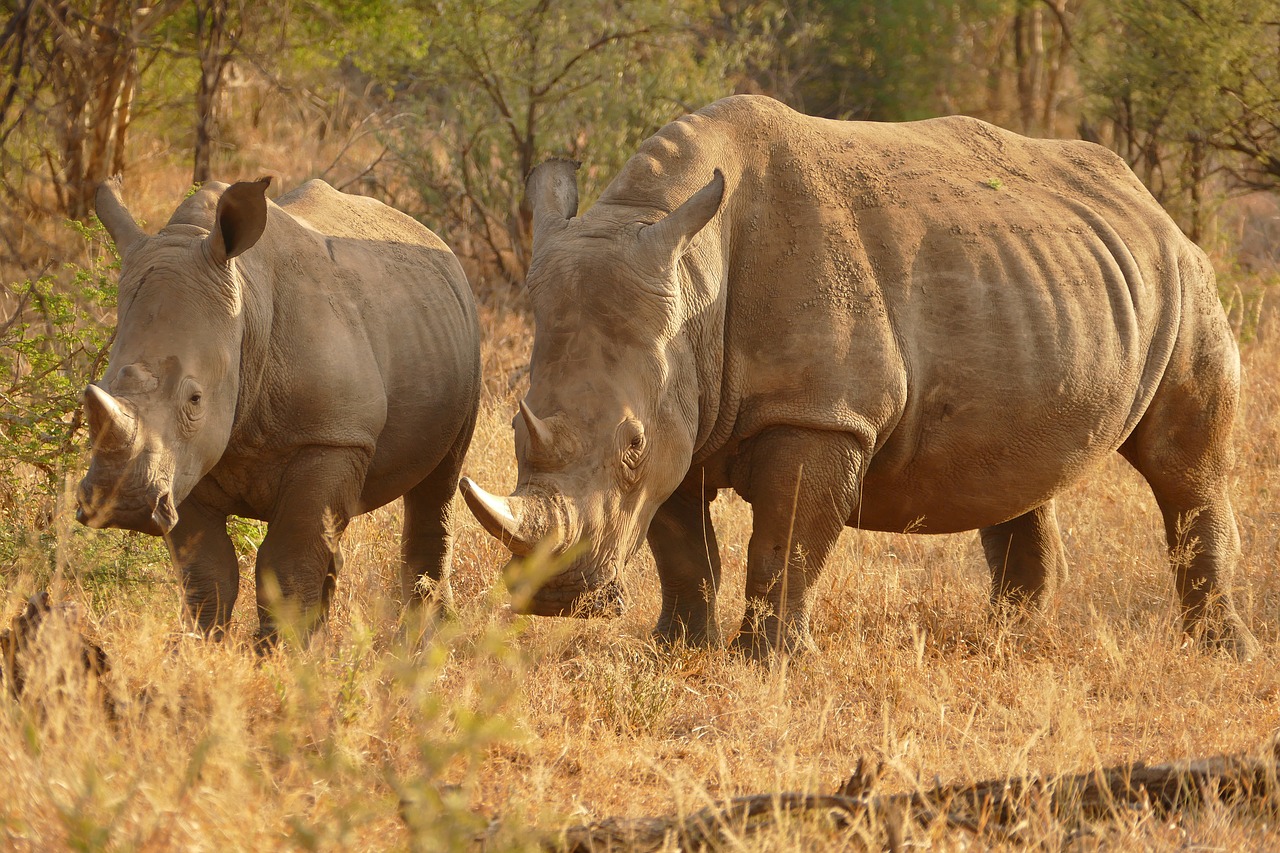 africa  rhino  safari free photo