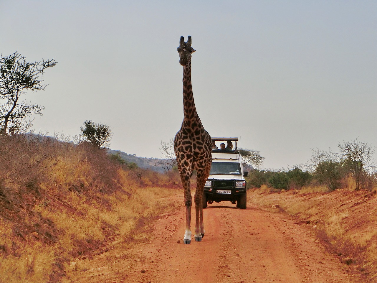 africa  animals  giraffe free photo