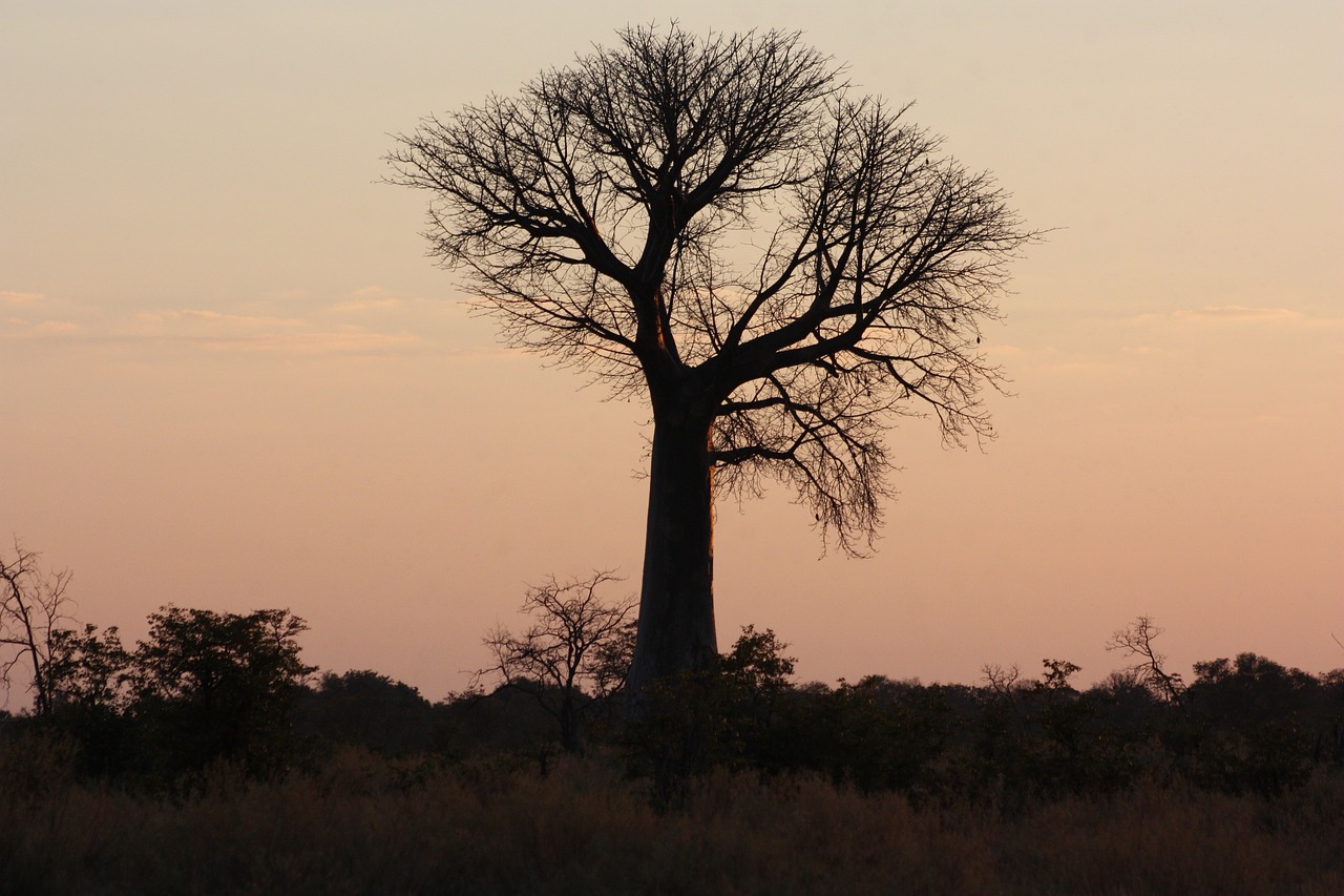 africa  tree  baobab free photo