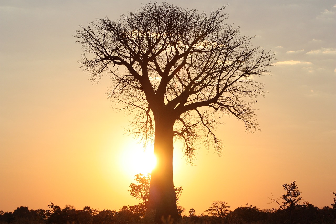 africa  tree  baobab free photo