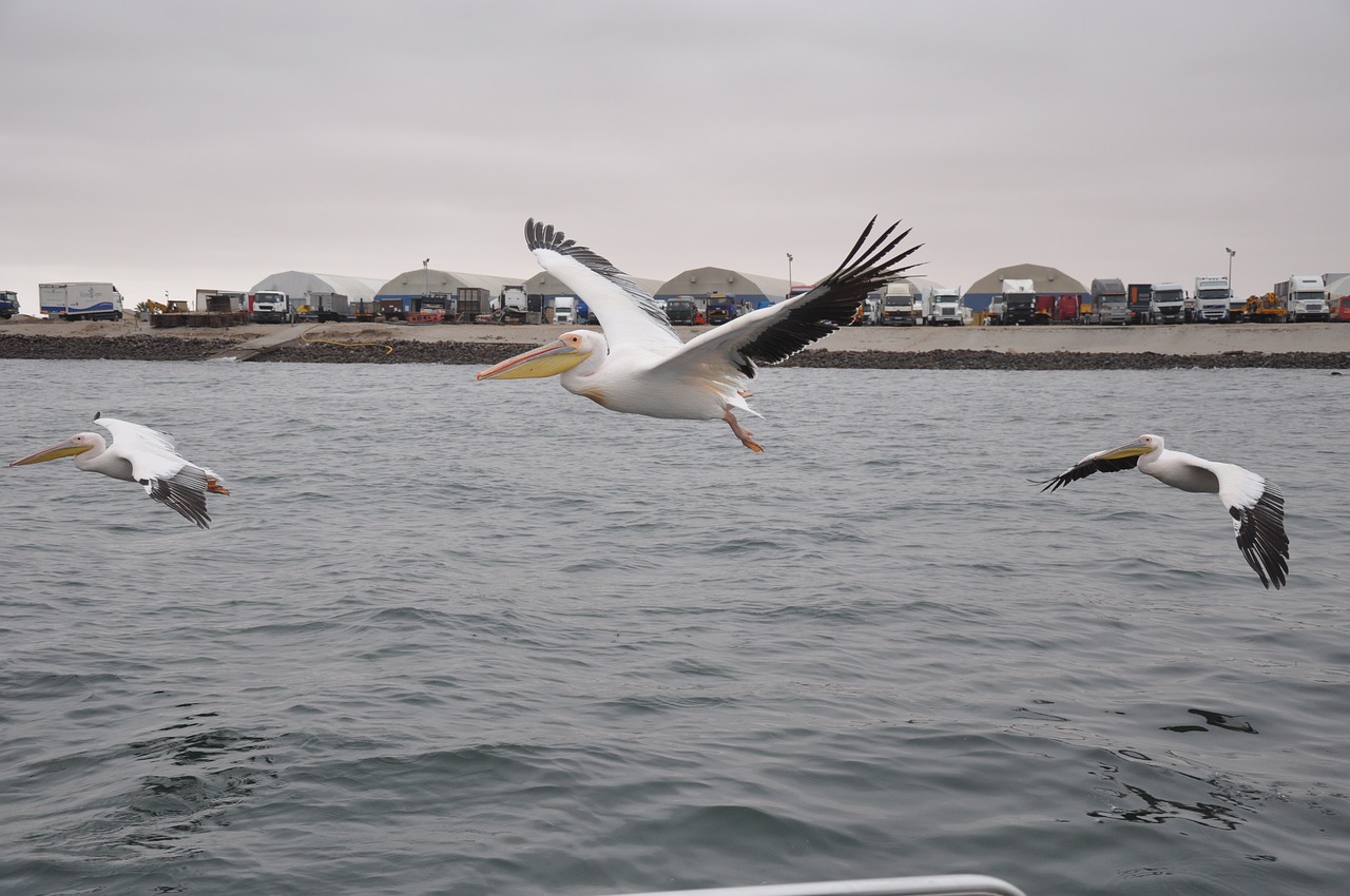 africa  plants  pelicans free photo