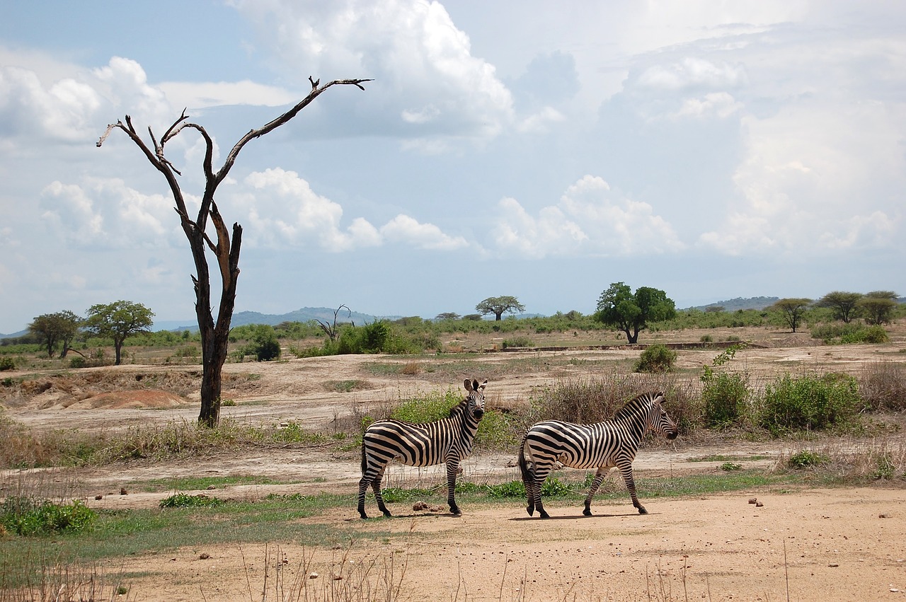 africa  safari  tanzania free photo
