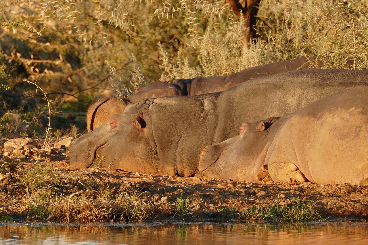 africa  namibia  hippopotamus free photo