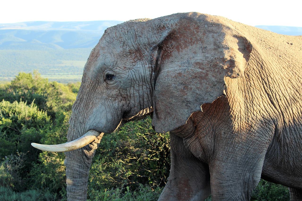 africa  close up  proboscis free photo