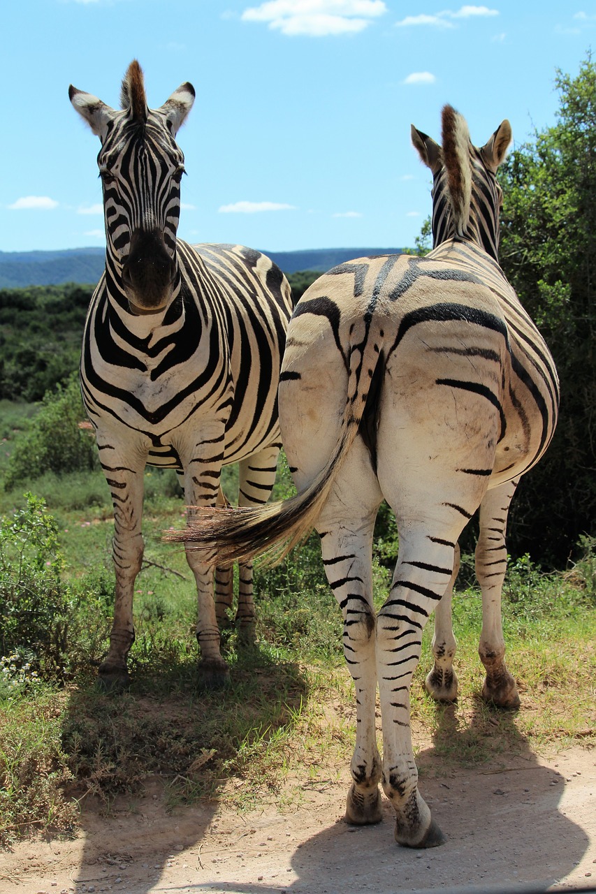 africa  south africa  national park free photo