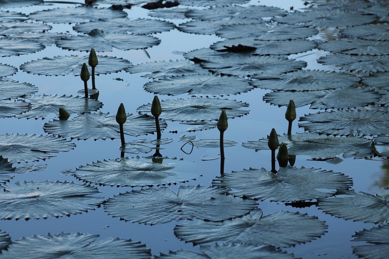 africa  plants  water lily free photo