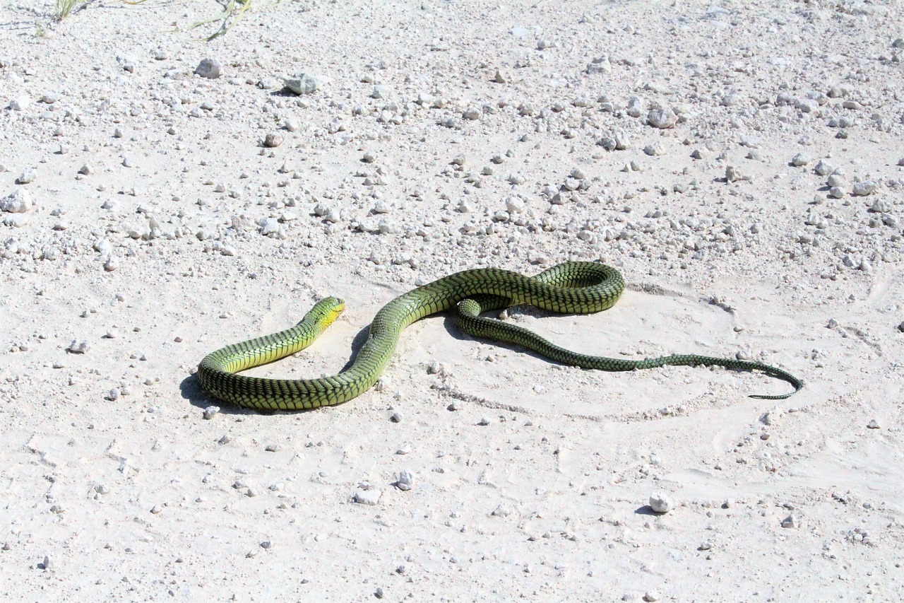 africa  namibia  etosha free photo