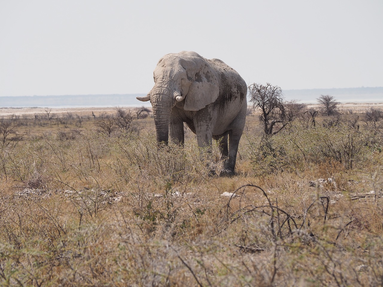 africa  elephant  etosha free photo
