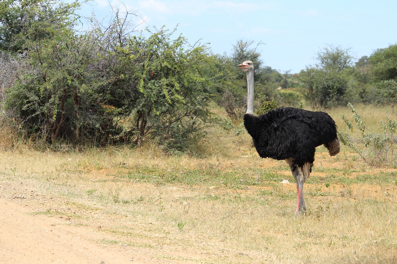 africa  namibia  okavango free photo