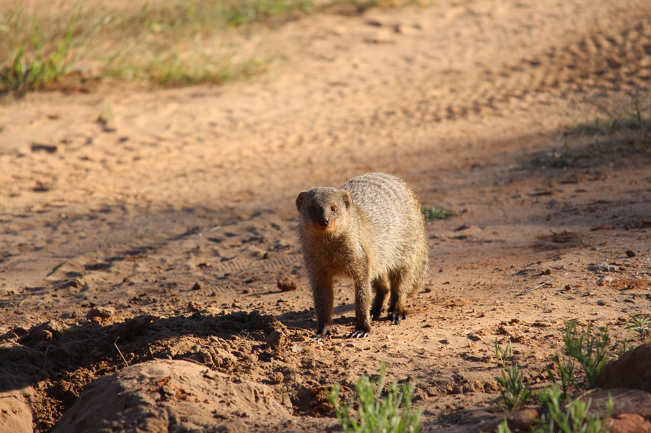 africa  namibia  safari free photo