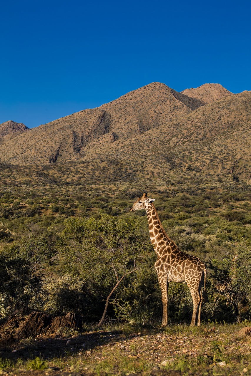 africa  giraffe  sun free photo