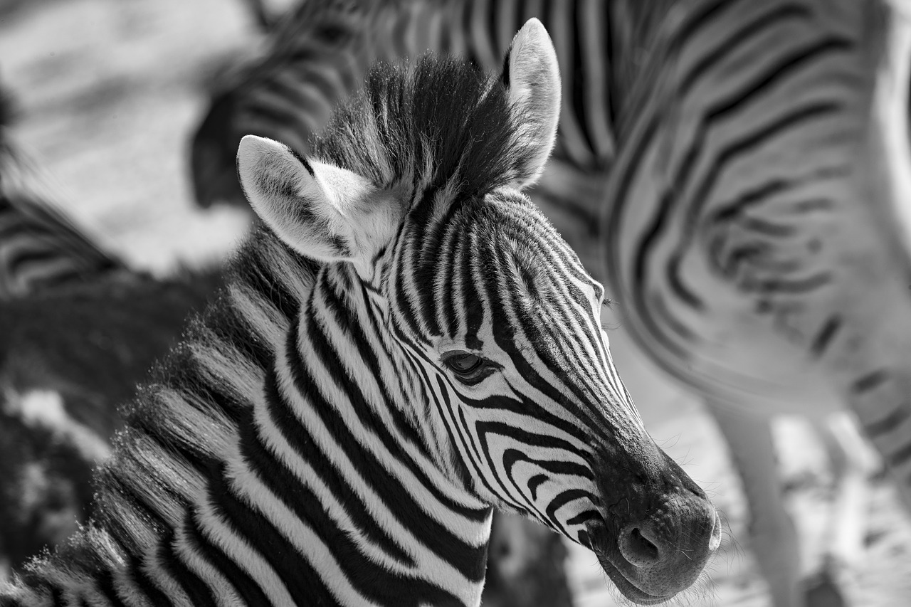 africa  zebra  black and white free photo