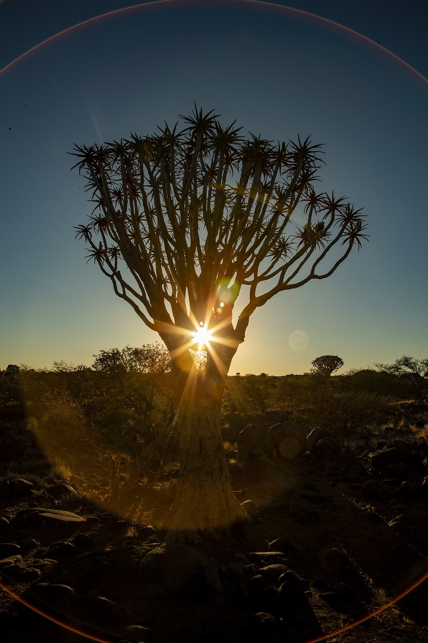 africa  sunset  quiver tree free photo