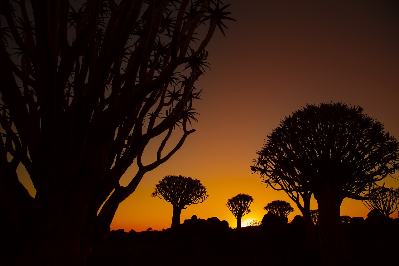 africa  quiver tree  sunset free photo