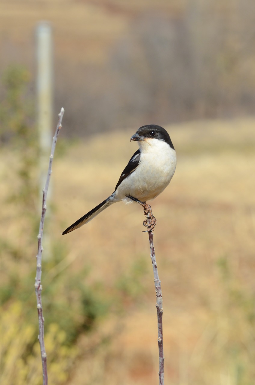 africa  bird  nature free photo