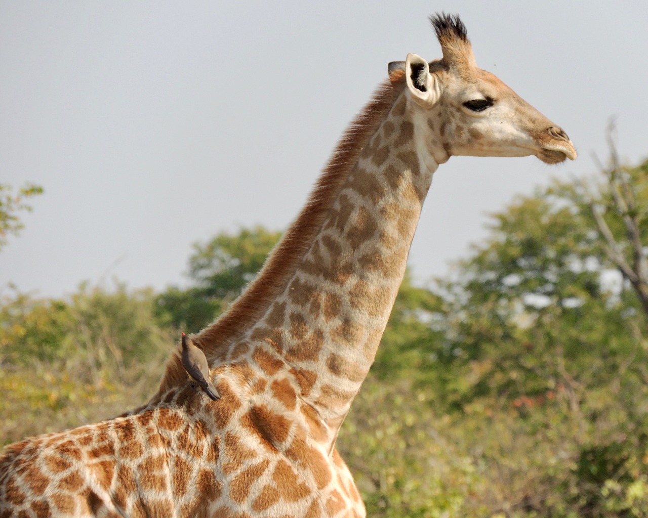 africa  nature  giraffe free photo