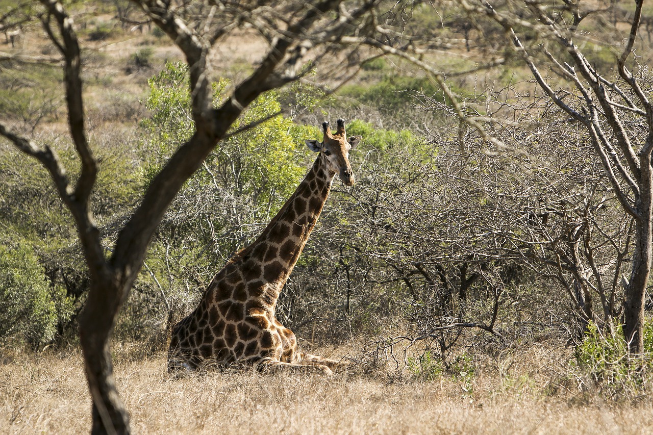 africa  animal  safari free photo