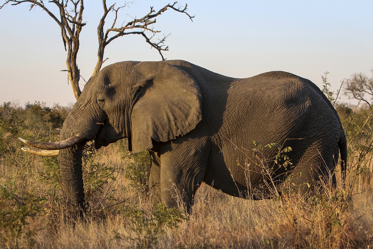 africa  animal  safari free photo