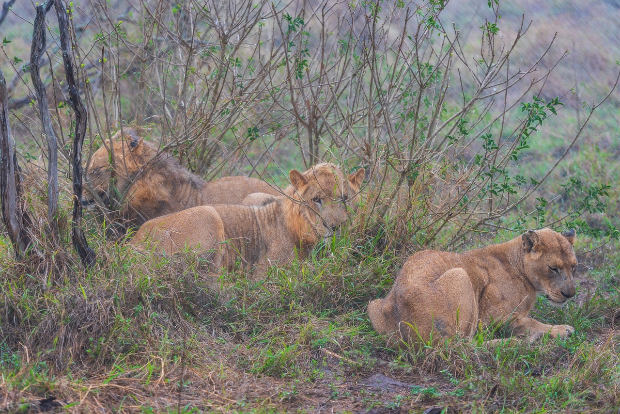 africa  lion  safari free photo