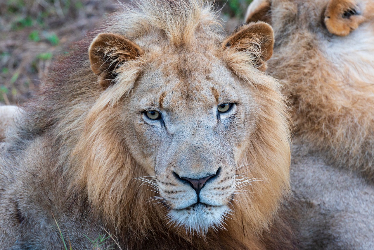 africa  lion  safari free photo