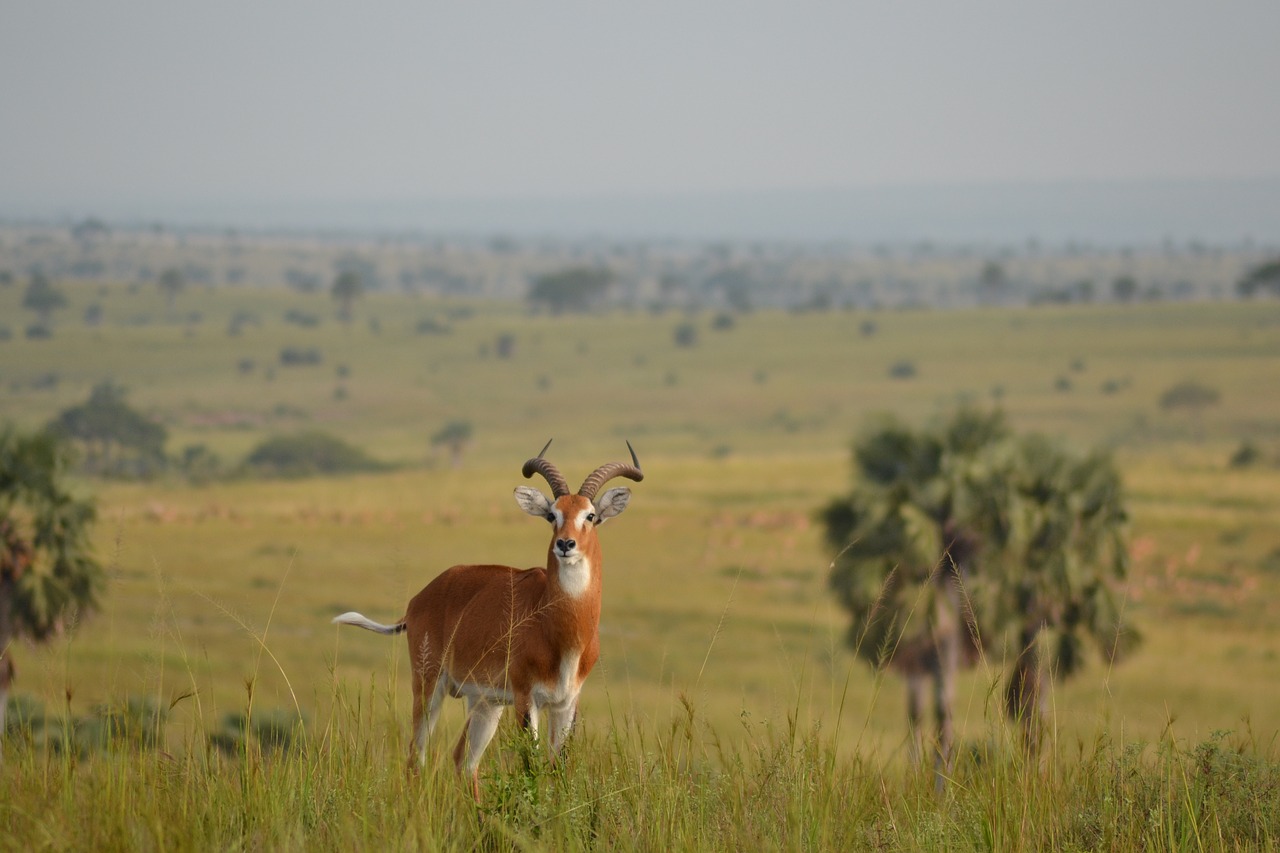 africa  savannah  animal world free photo