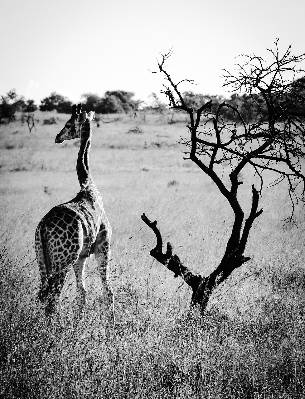 africa  giraffe  animal free photo