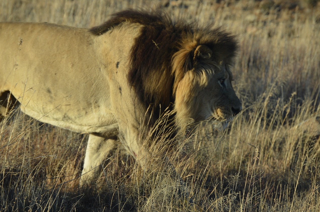 africa  lion  predator free photo