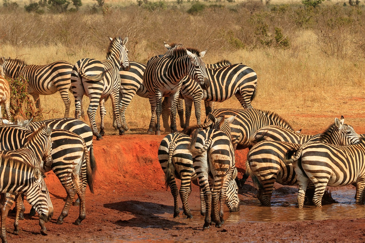 africa  kenya  zebra free photo