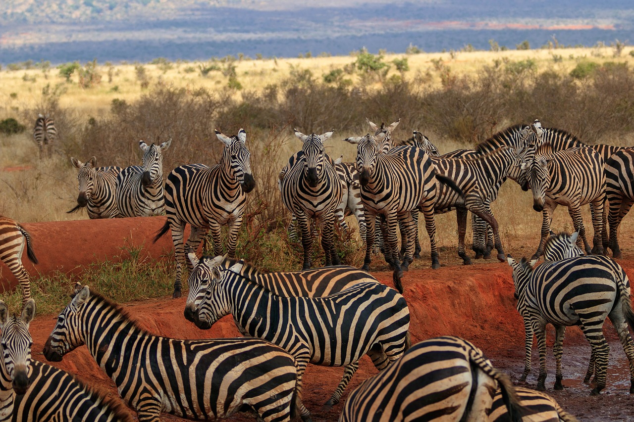africa  kenya  zebra free photo