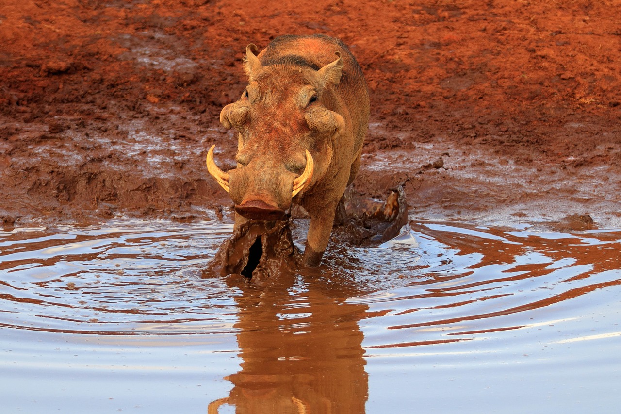 africa  kenya  warthog free photo