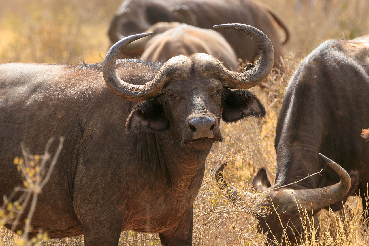 africa  kenya  national park free photo