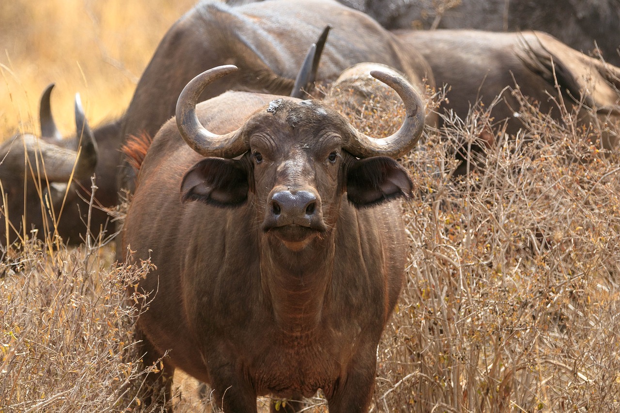 africa  kenya  national park free photo