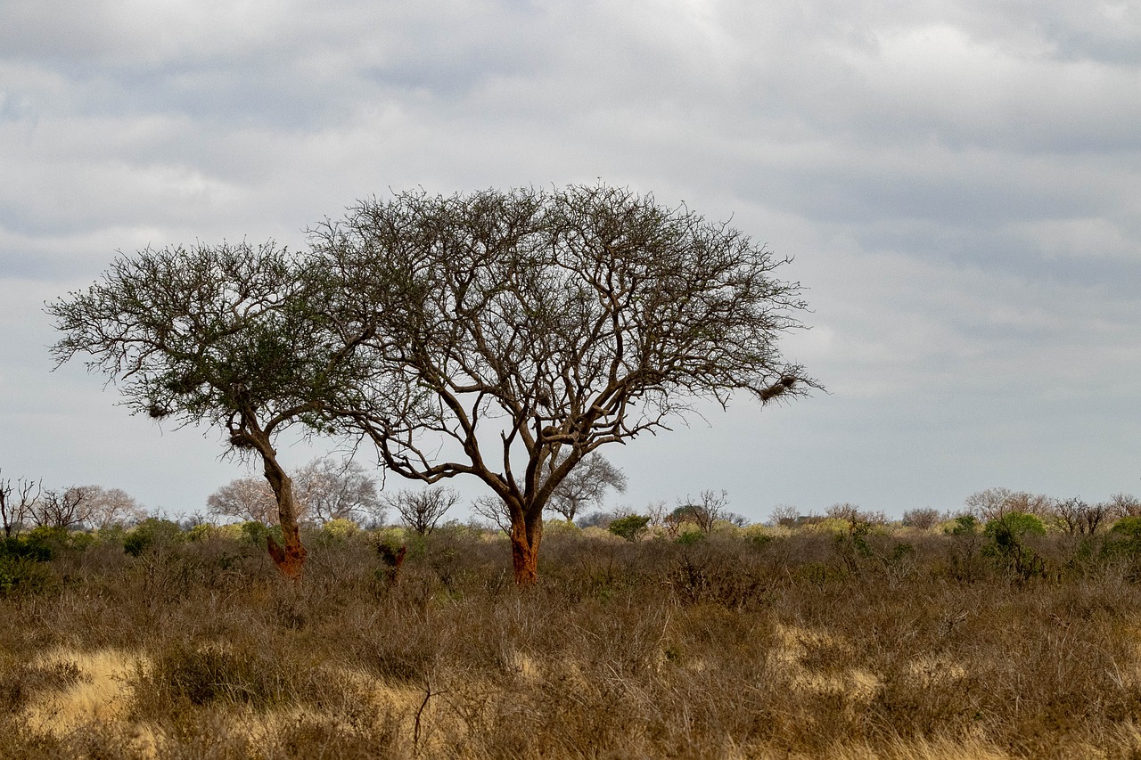 africa  kenya  safari free photo