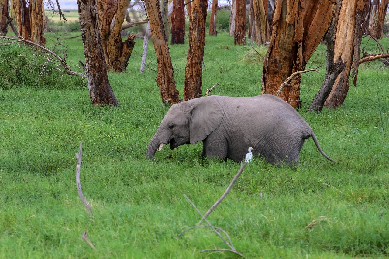 africa  kenya  amboseli free photo