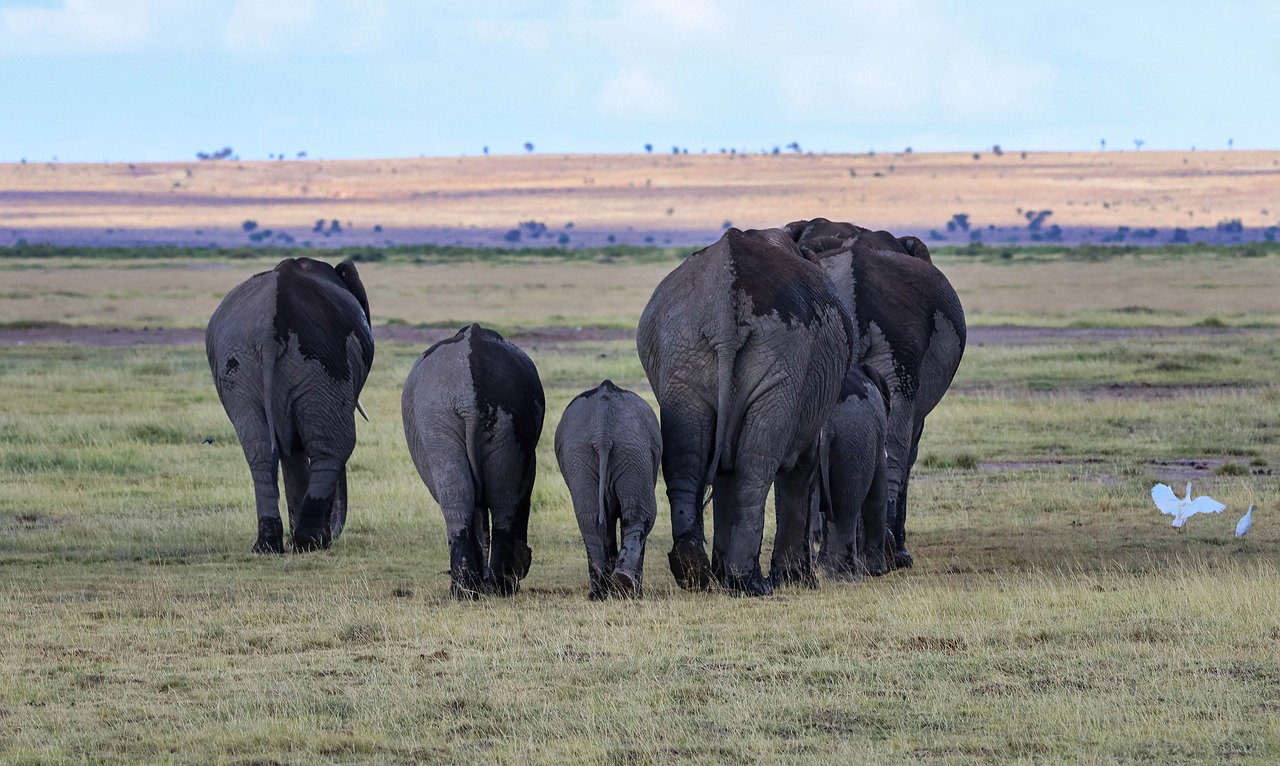 africa  kenya  safari free photo