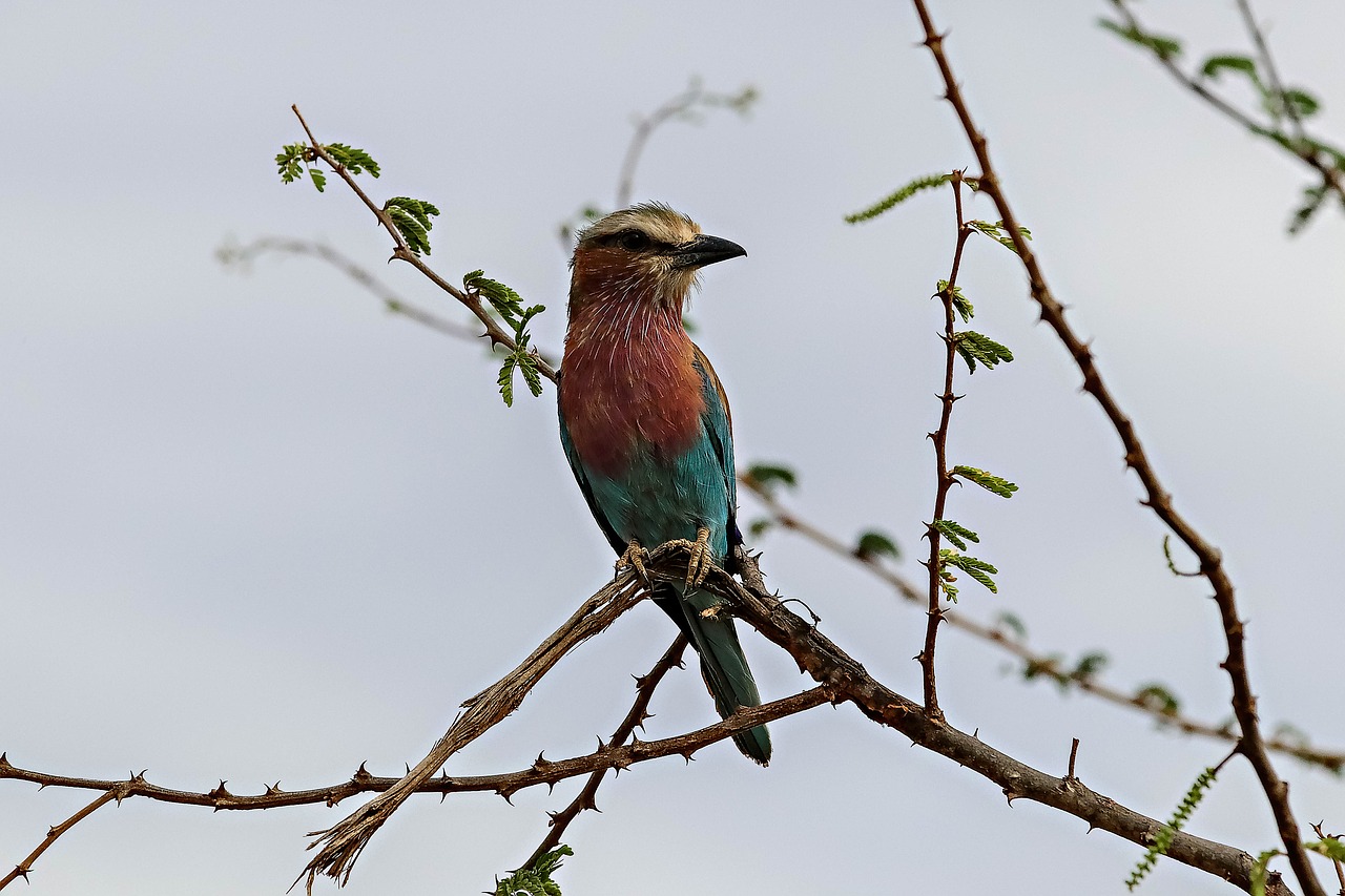 africa  kenya  bird free photo