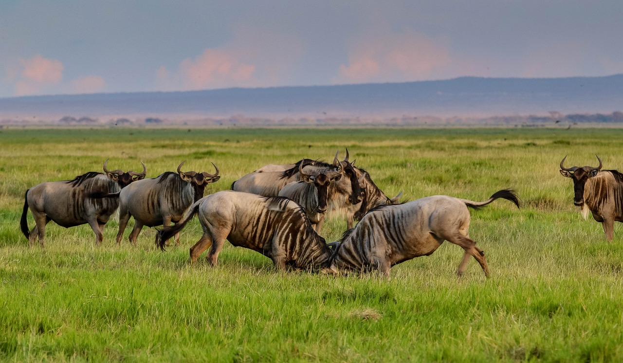 africa  kenya  amboseli free photo