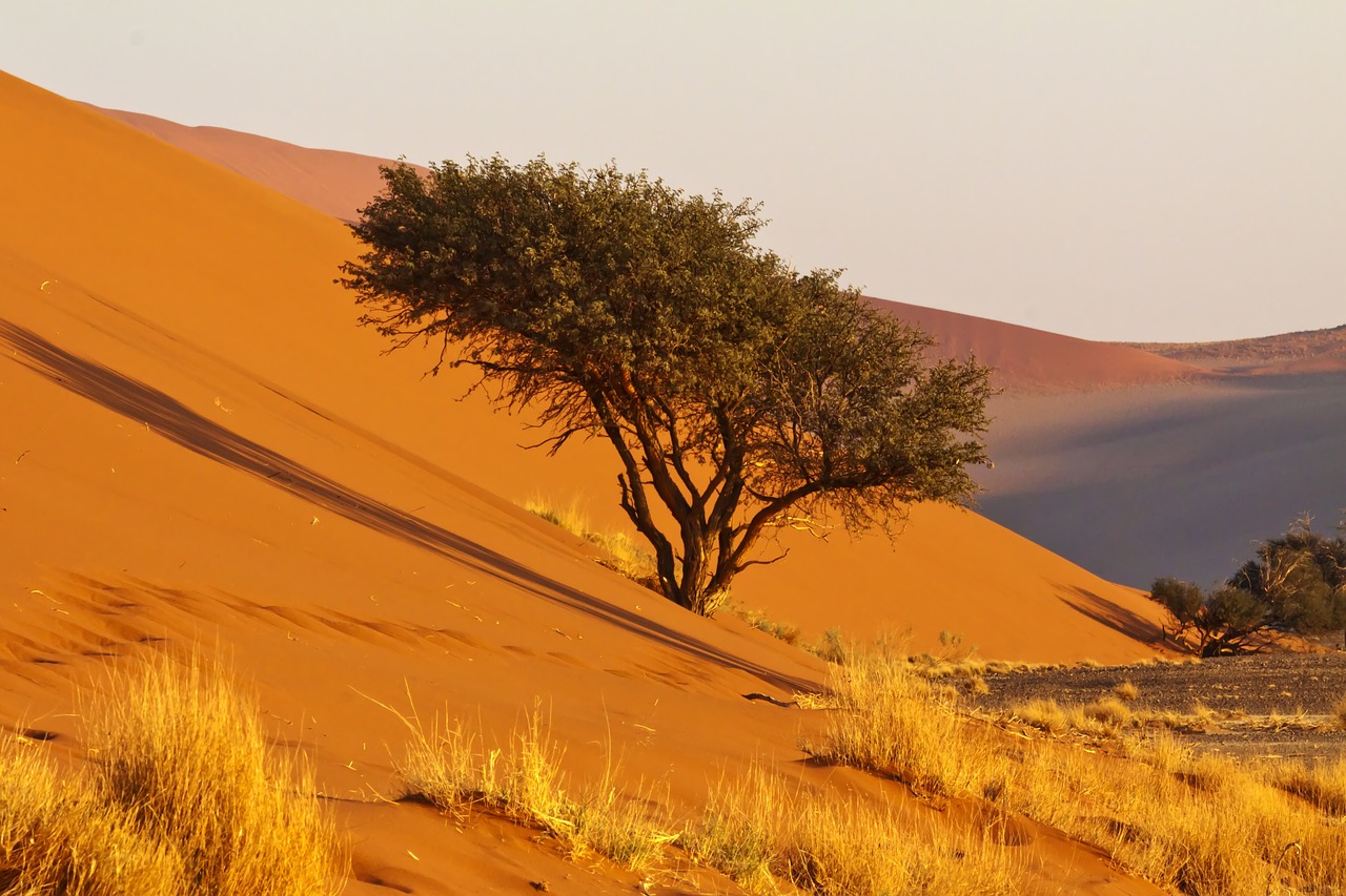 africa  namibia  namib desert free photo