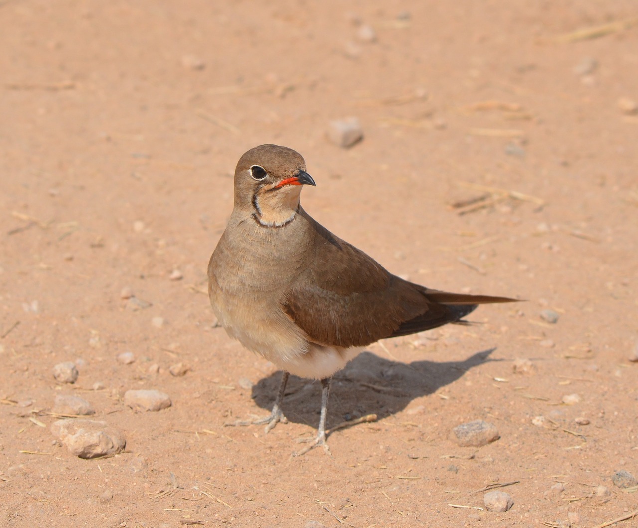 africa  wild  bird free photo