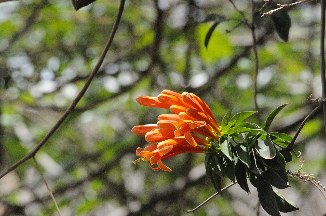 africa  flower  the nature of the free photo