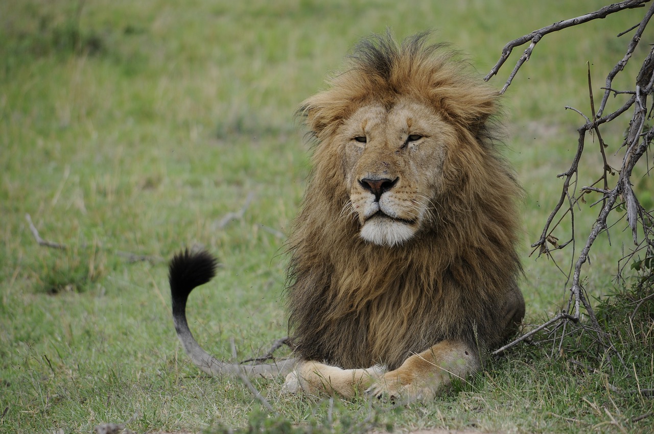africa  lion  safari free photo