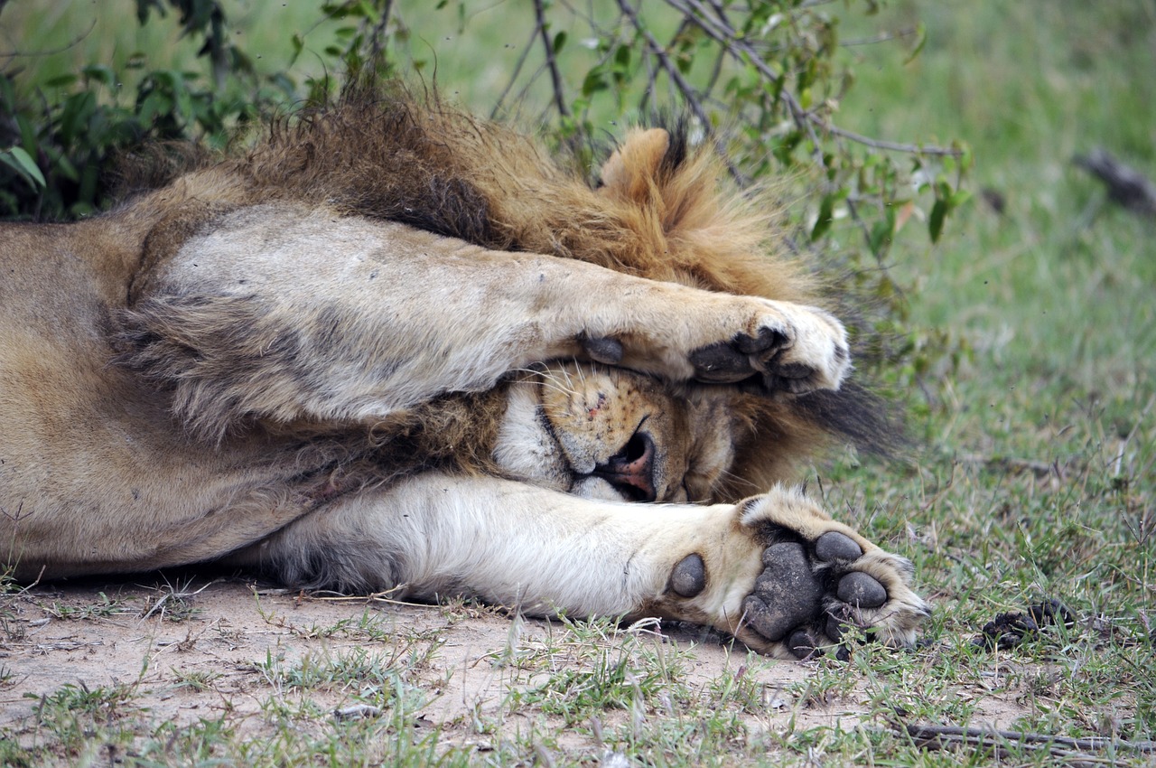 africa  lion  tired free photo