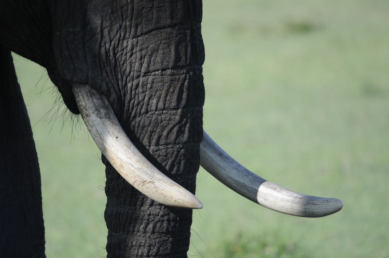 africa  elephant  støttenner free photo