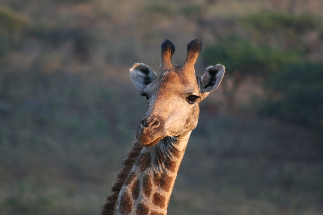 africa  safari  giraffe free photo