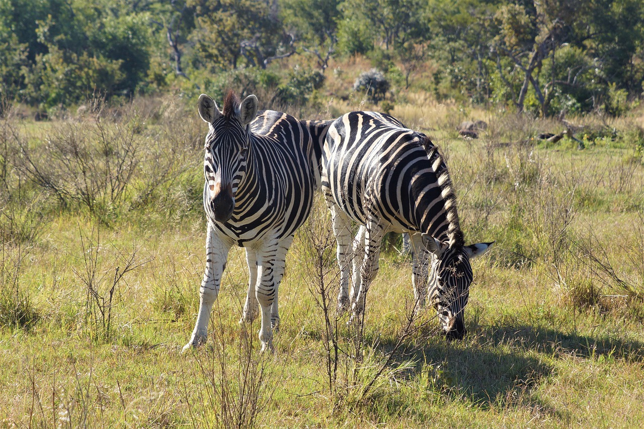 africa  wilderness  zebra free photo