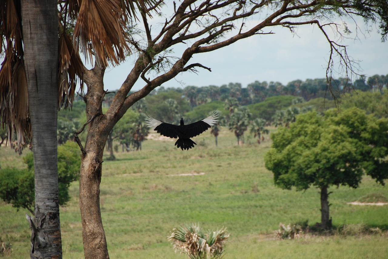 africa  bird  uganda free photo