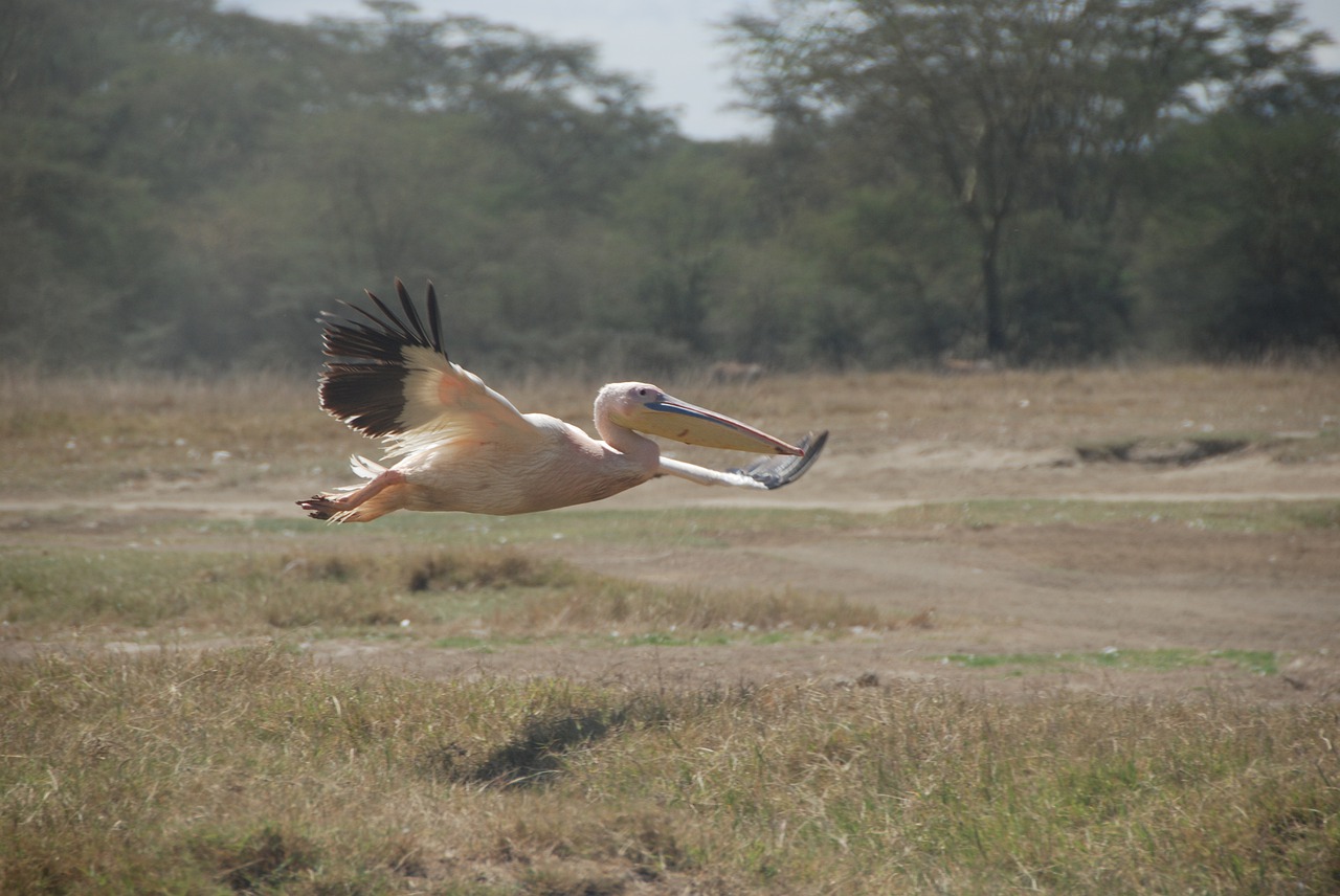 africa  pelican  flight free photo