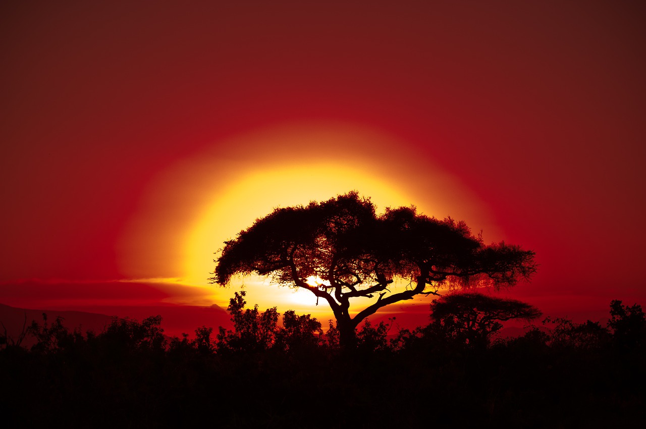 africa  tree  sunset free photo