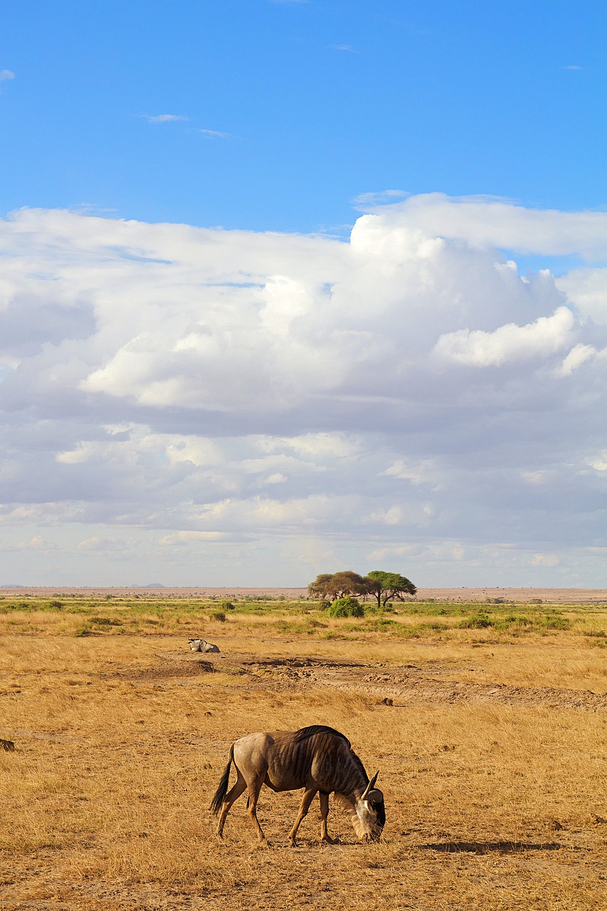 africa  safari  animal world free photo