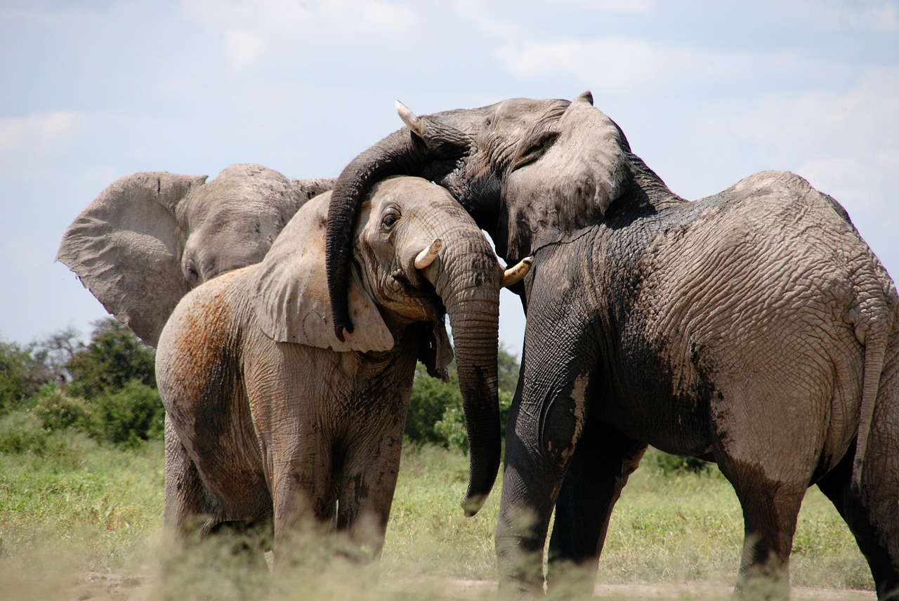 africa elephant words free photo